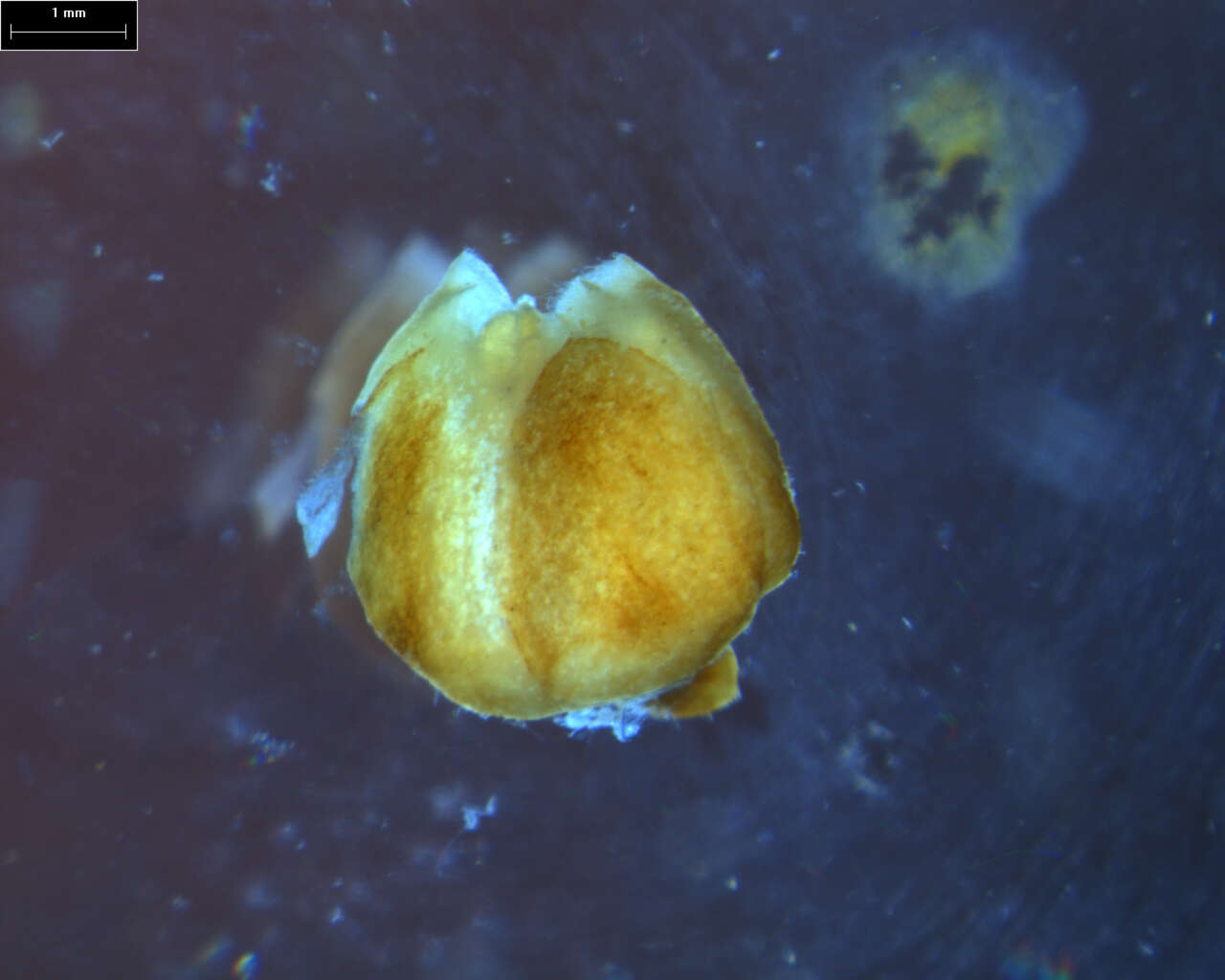 Image of Turpinia pentandra (Schltr.) B. L. Linden