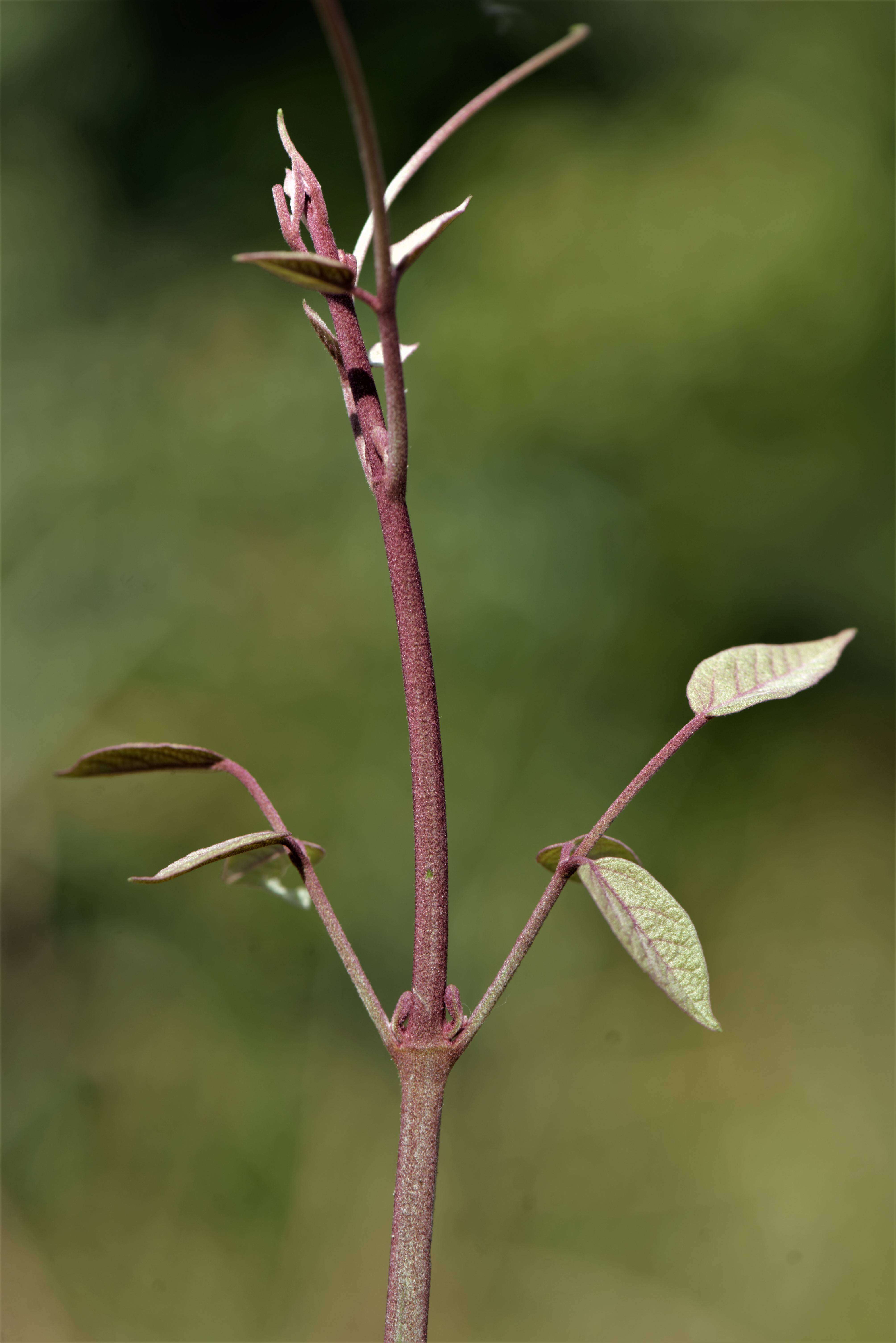 Image of Stizophyllum riparium (Kunth) Sandwith