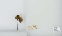 Image of Frigid Bumble Bee