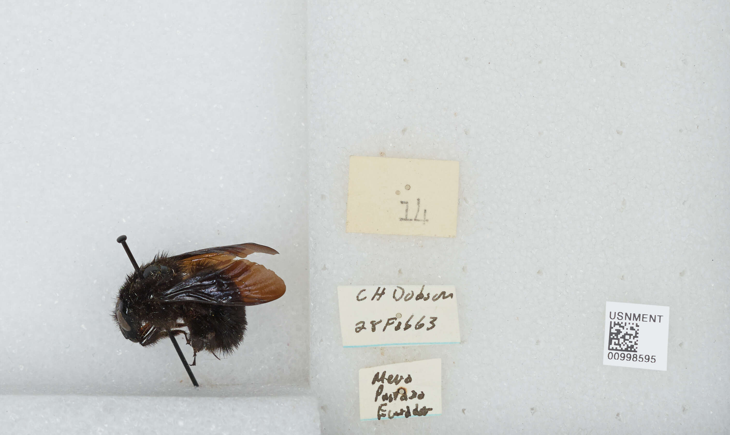 Image of Bombus morio (Swederus 1787)