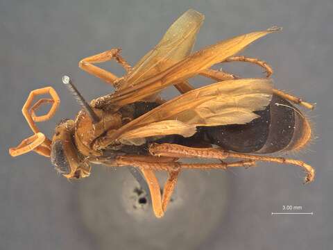 Imagem de <i>Leptodialepis ceylonica</i>