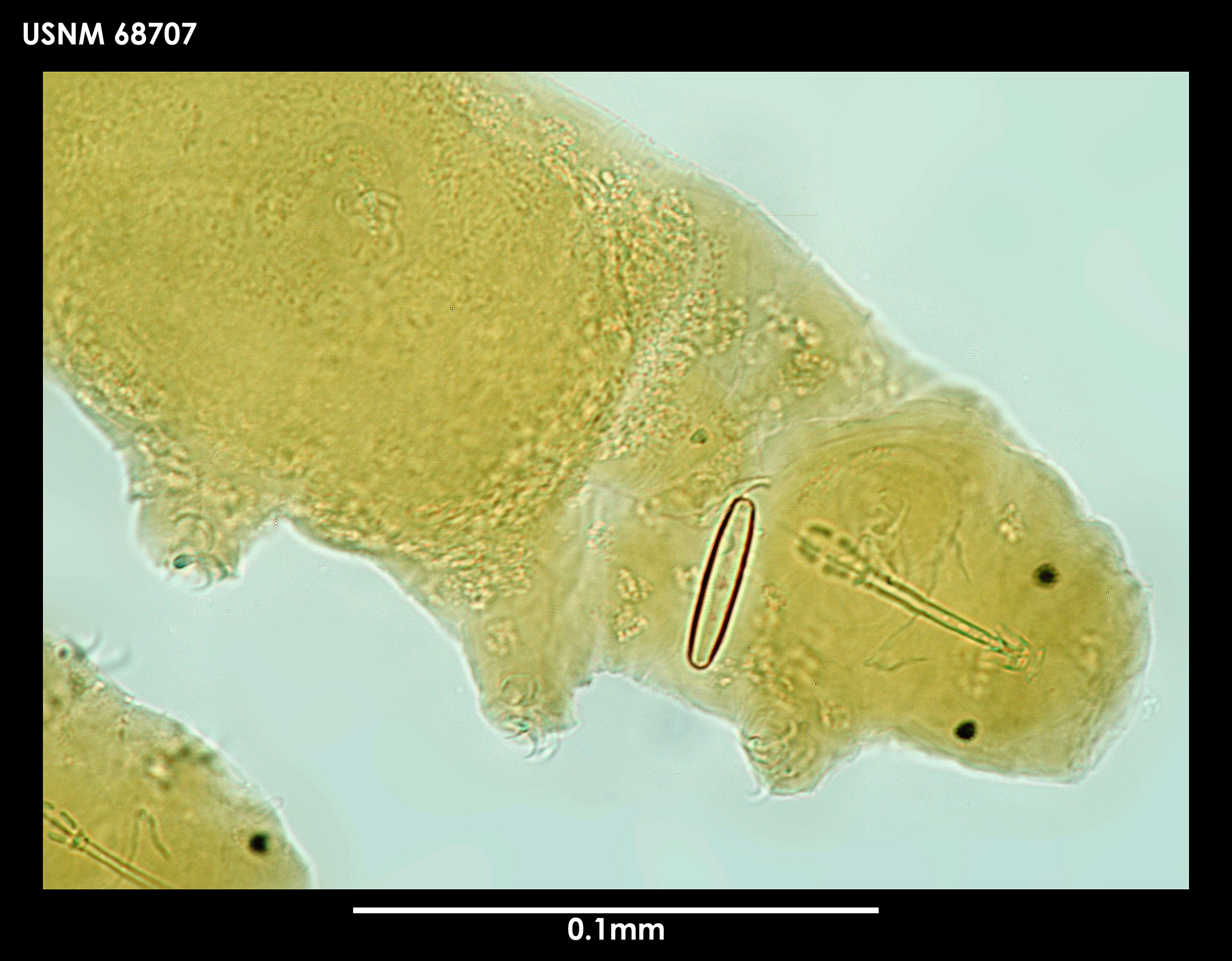 Imagem de Hypsibius arcticus (Murray 1907)