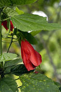 Image of wax mallow