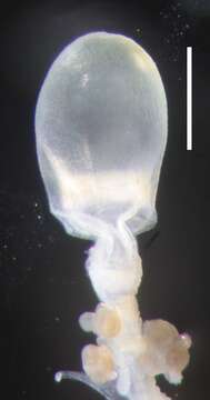 Image of Agalma elegans (Sars 1846)