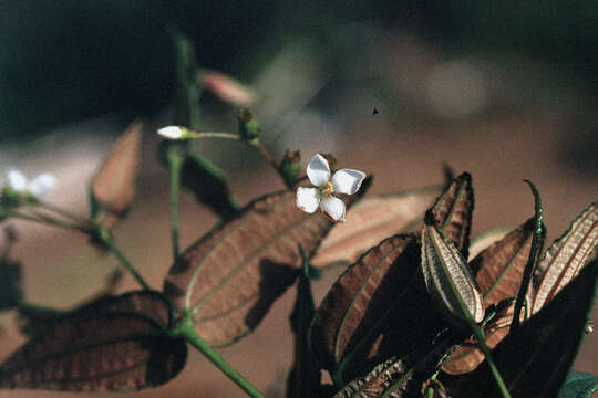 Слика од Miconia crotonifolia (Desr.) Judd & Ionta