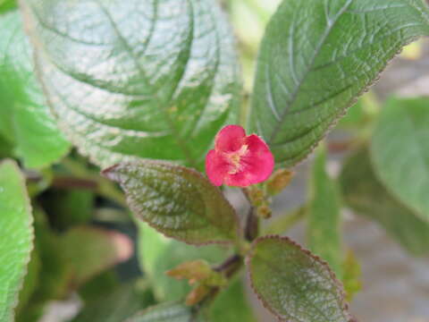 Image of Chrysothemis melittifolia