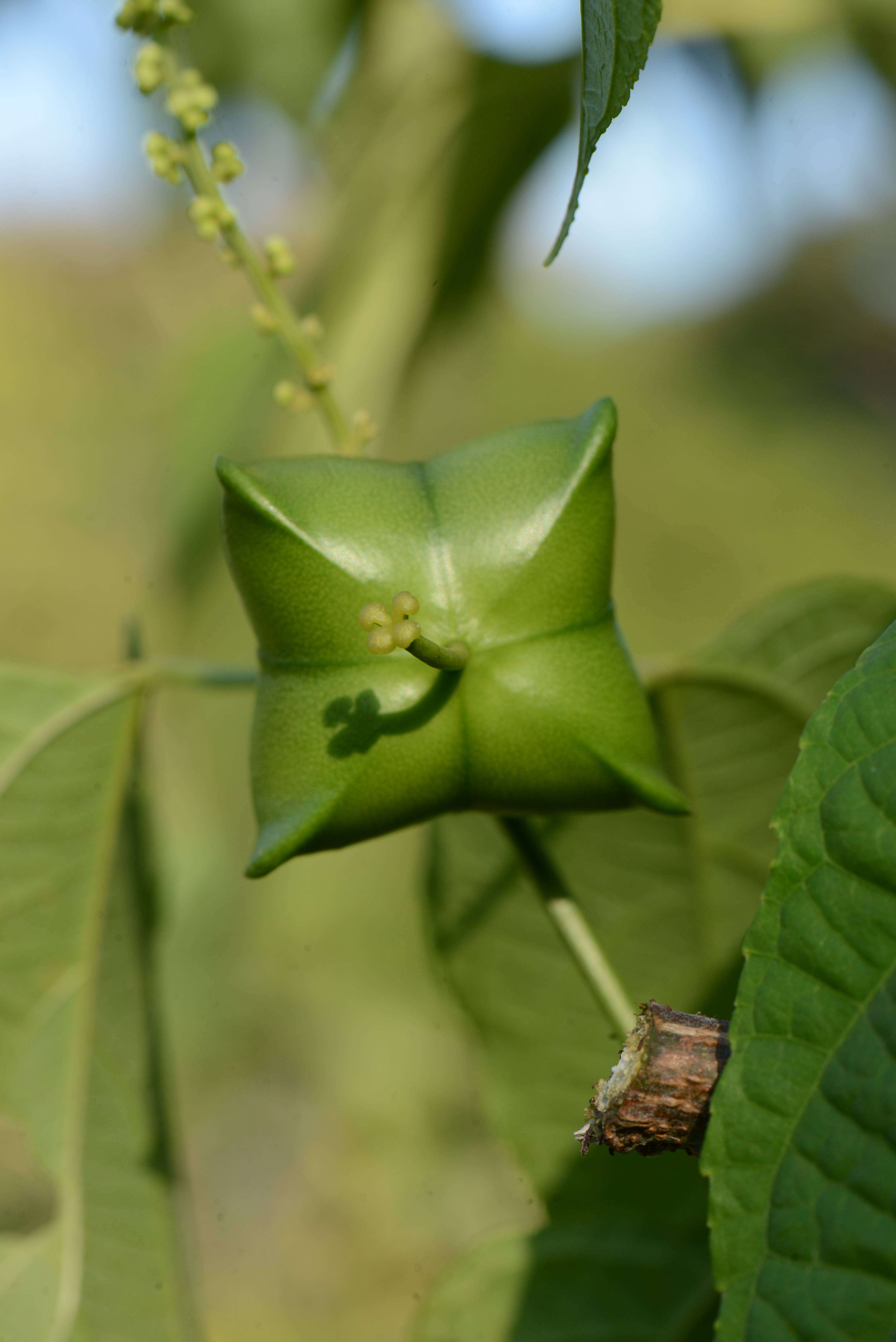 صورة Plukenetia volubilis L.