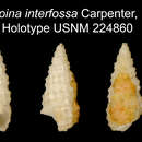 Image of Lirobittium interfossa (Carpenter 1864)
