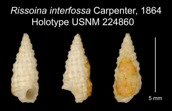 صورة Lirobittium interfossa (Carpenter 1864)