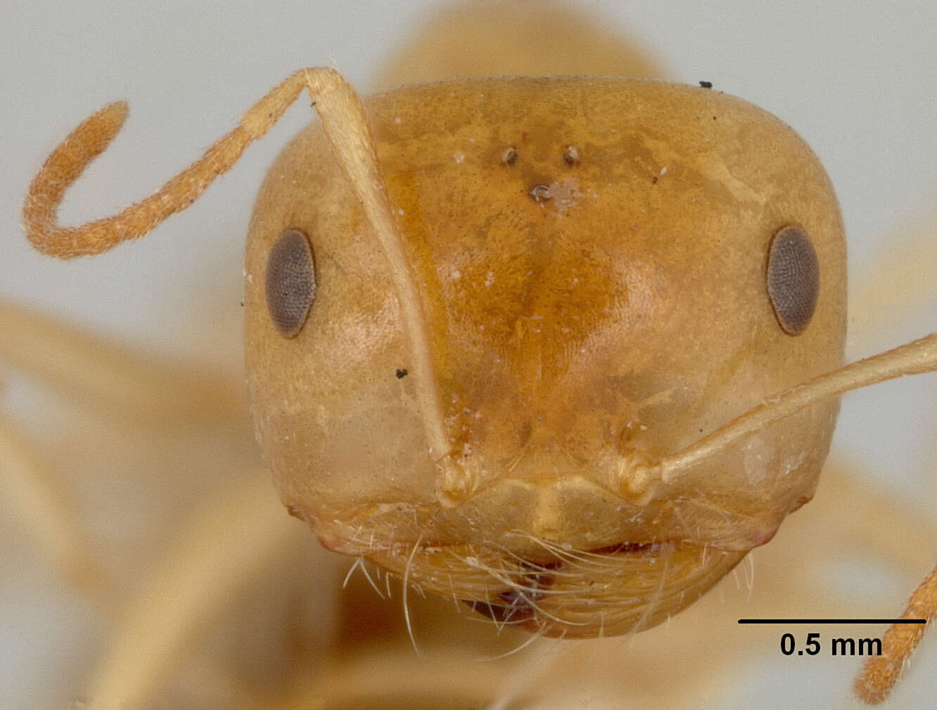 Image of Melophorus ludius sulla Forel 1910