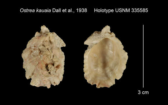 Ostrea kauaia Dall, Bartsch & Rehder 1938 resmi