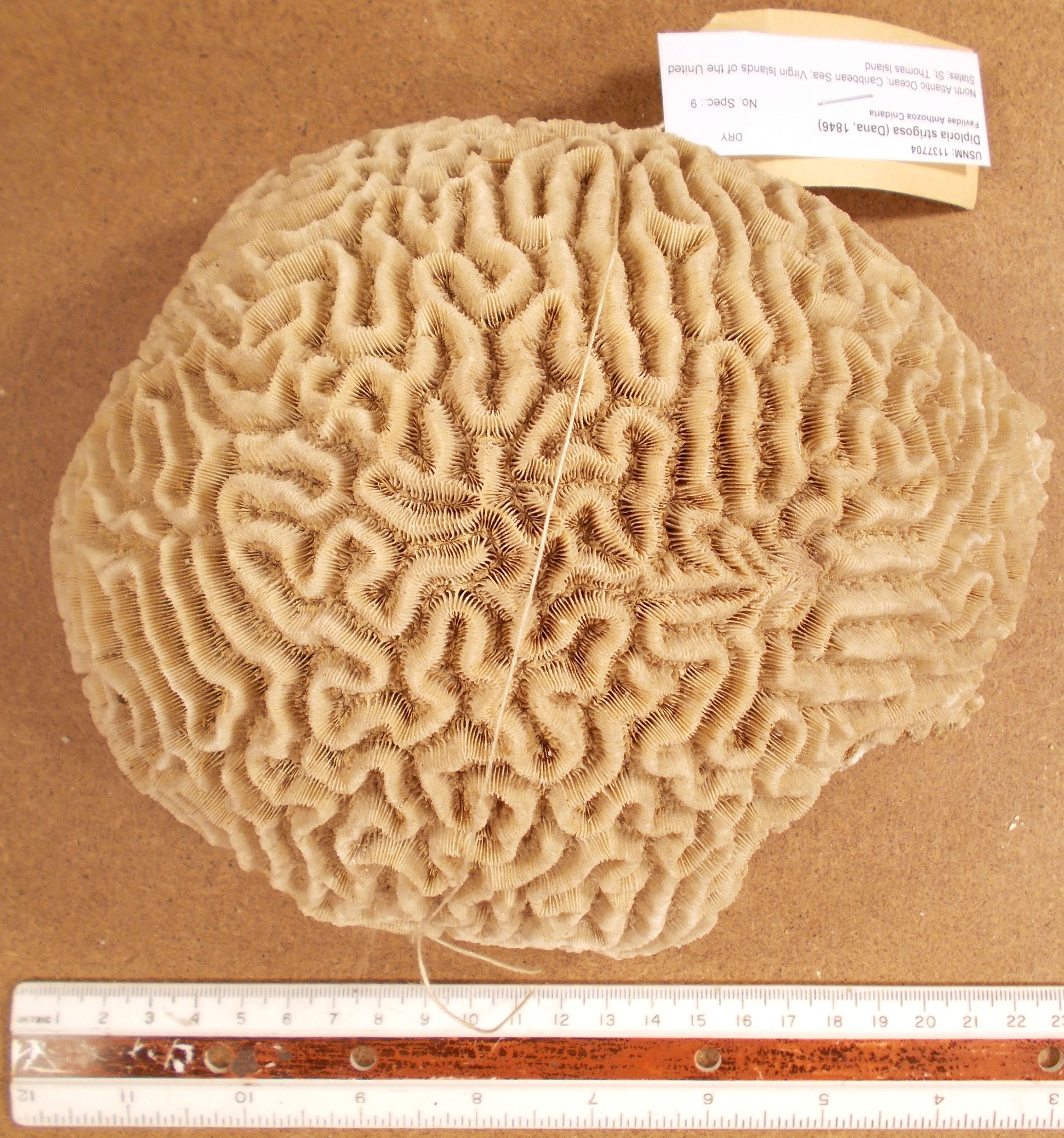 Image of Thin finger coral