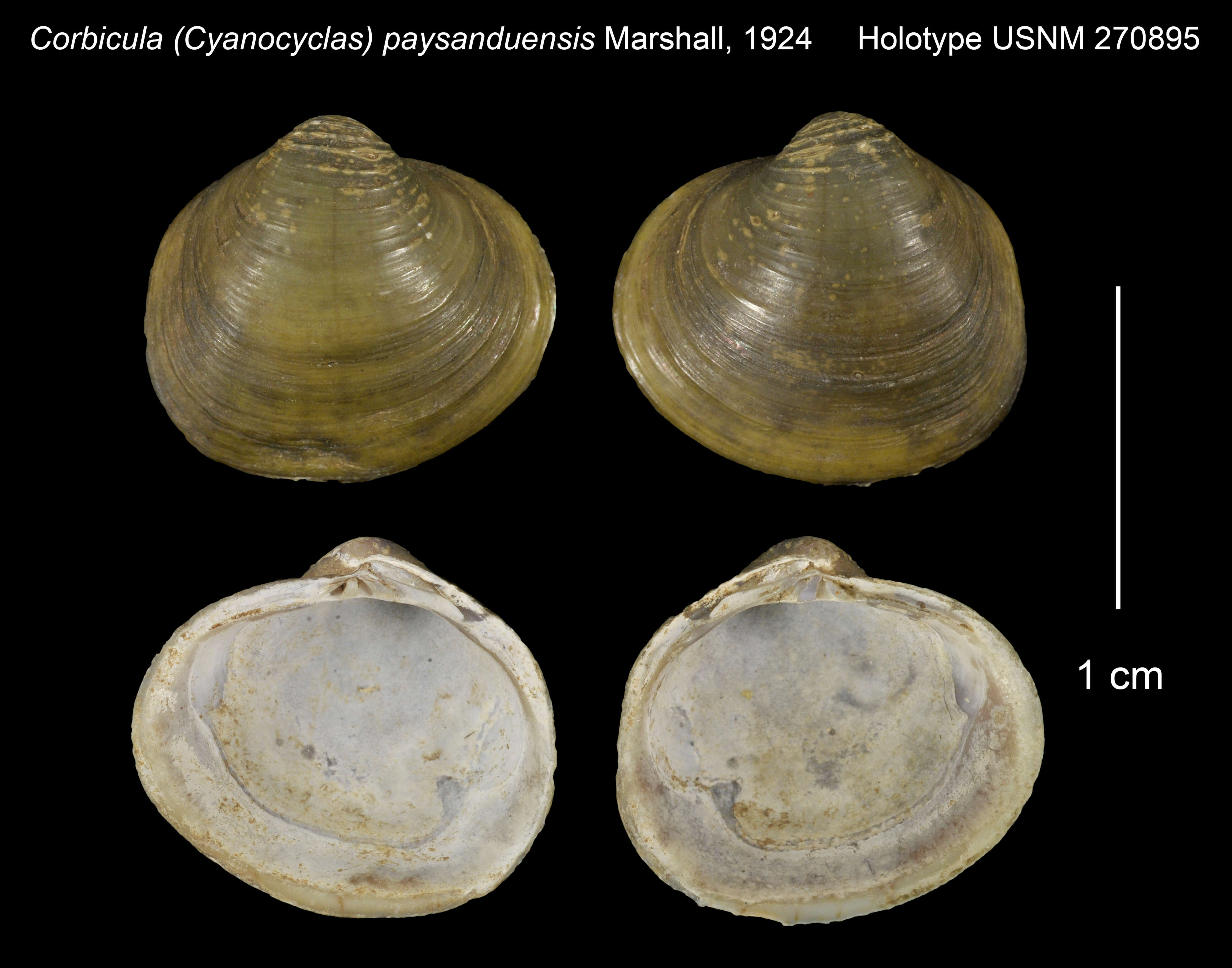 Image of Corbicula (Cyanocyclas) paysanduensis Marshall