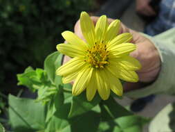 Image de Silphium glutinosum J. R. Allison