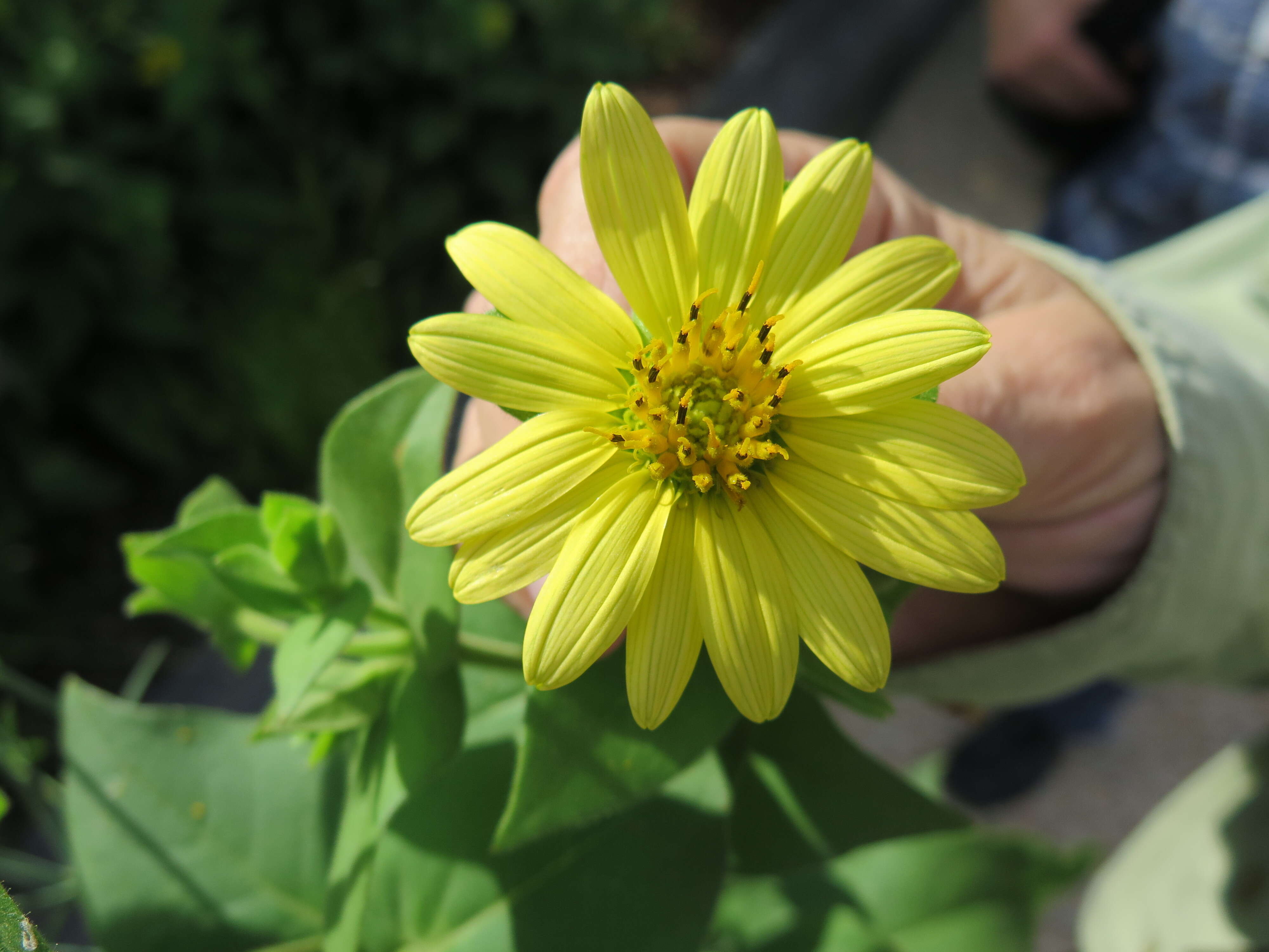 Image of sticky rosinweed