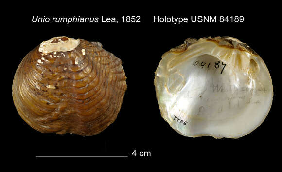 Image of Unio rumphianus I. Lea 1852