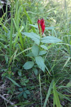 Image of woodland pinkroot