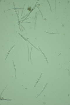 Image of Hymeniacidon actites (Ristau 1978)