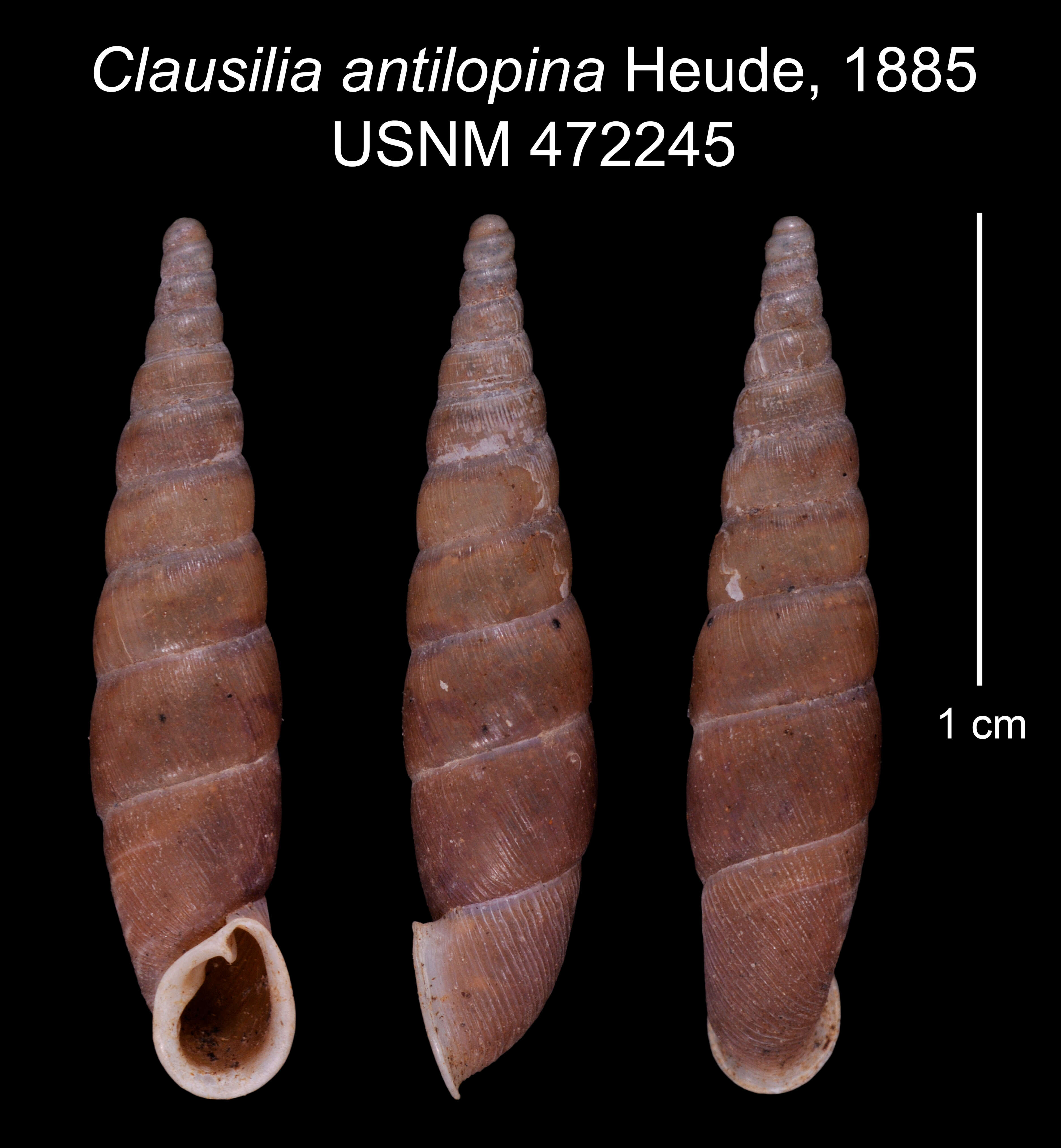 Image of Clausilia antilopina Heude