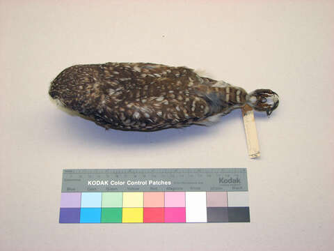 Image of Burrowing Owl