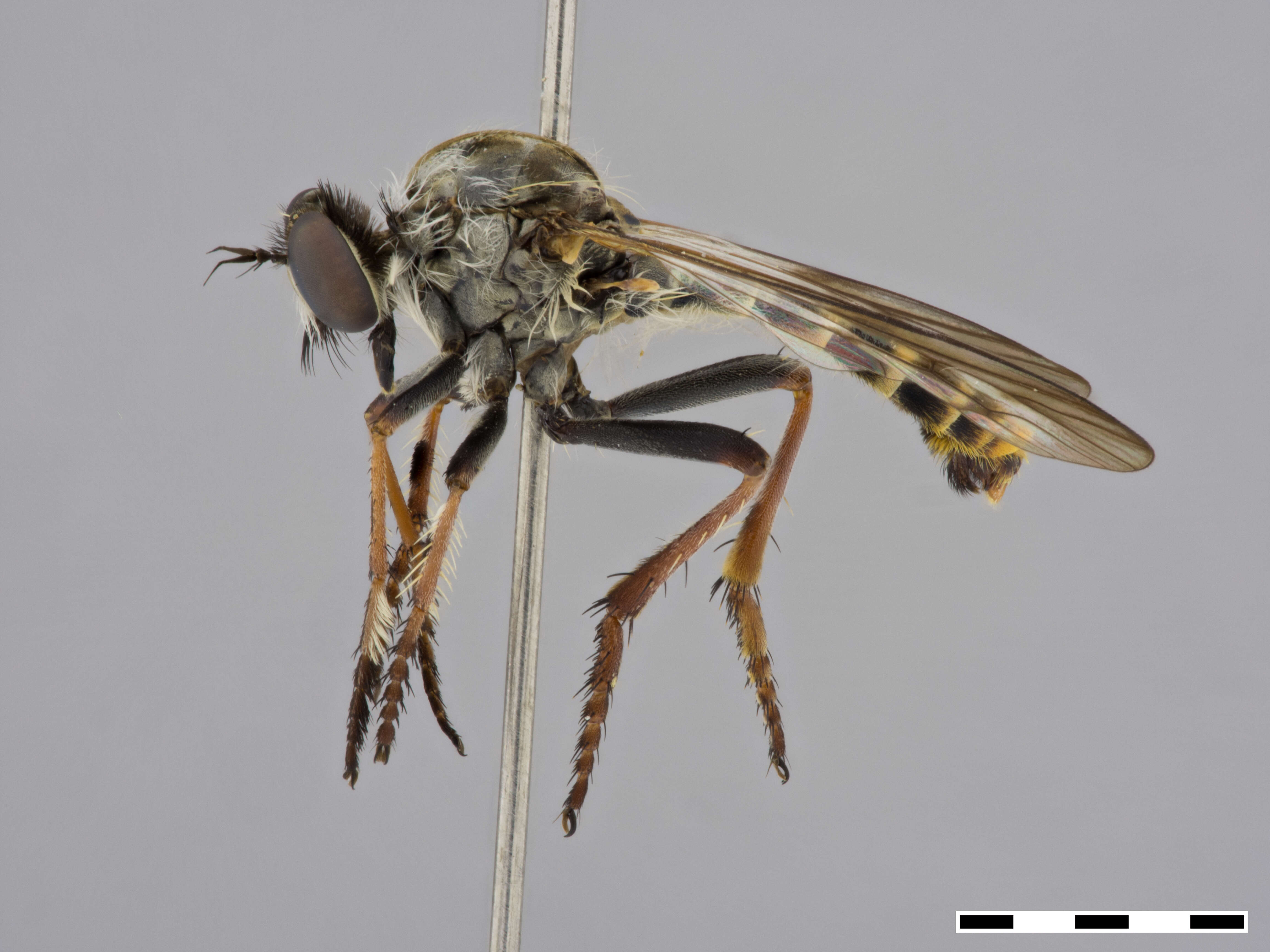 Image of Heteropogon dorothyae Martin 1962