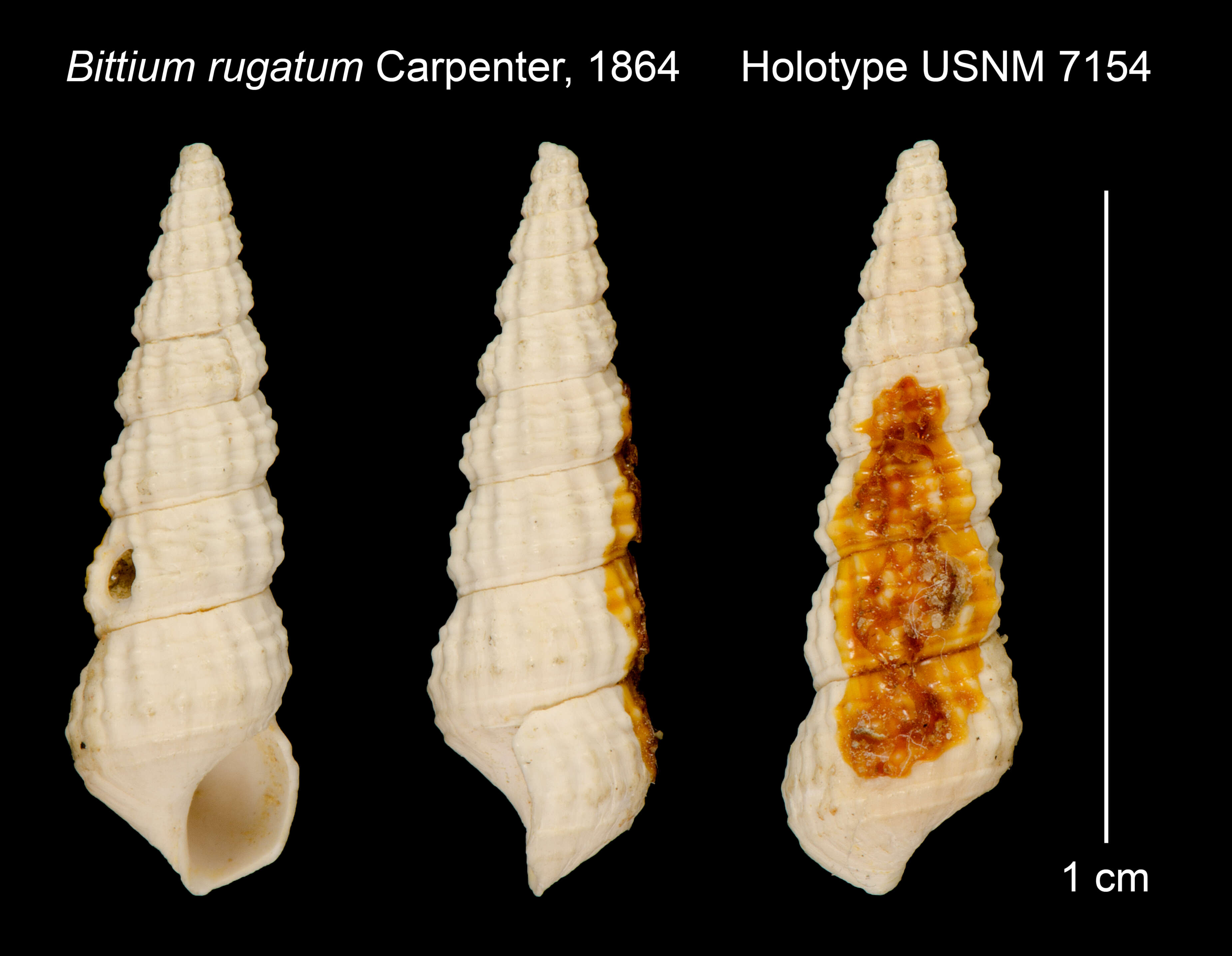 Image of Bittium rugatum Carpenter 1864