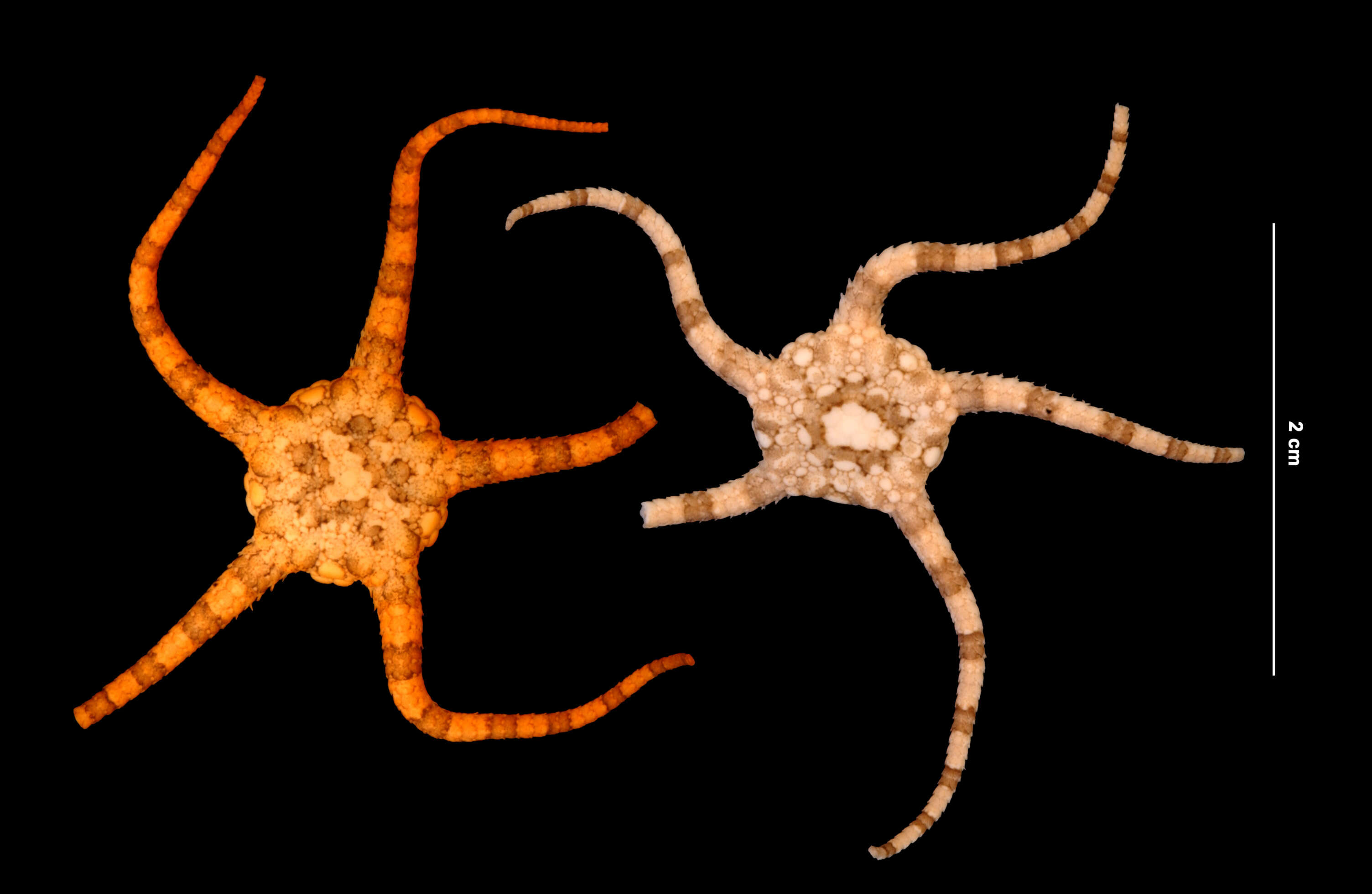 Image of Ophiolepis elegans Lütken 1859