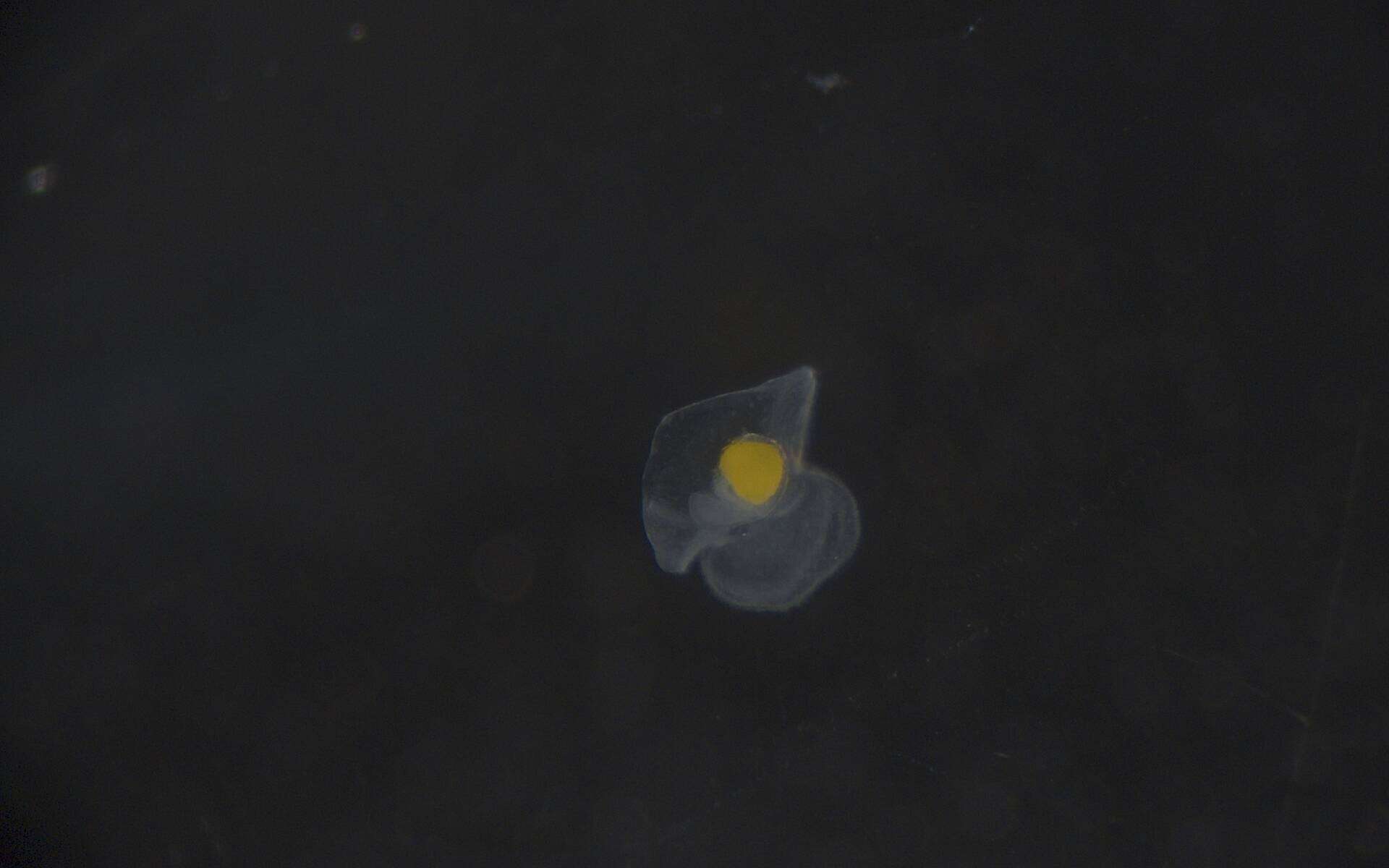 Image of Heteronemertea