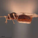 Image of Acysta perseae (Heidemann 1908)
