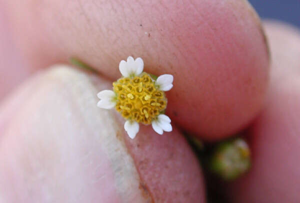 Image of Smooth peruvian daisy