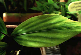 Image of Broad Stalk Grass