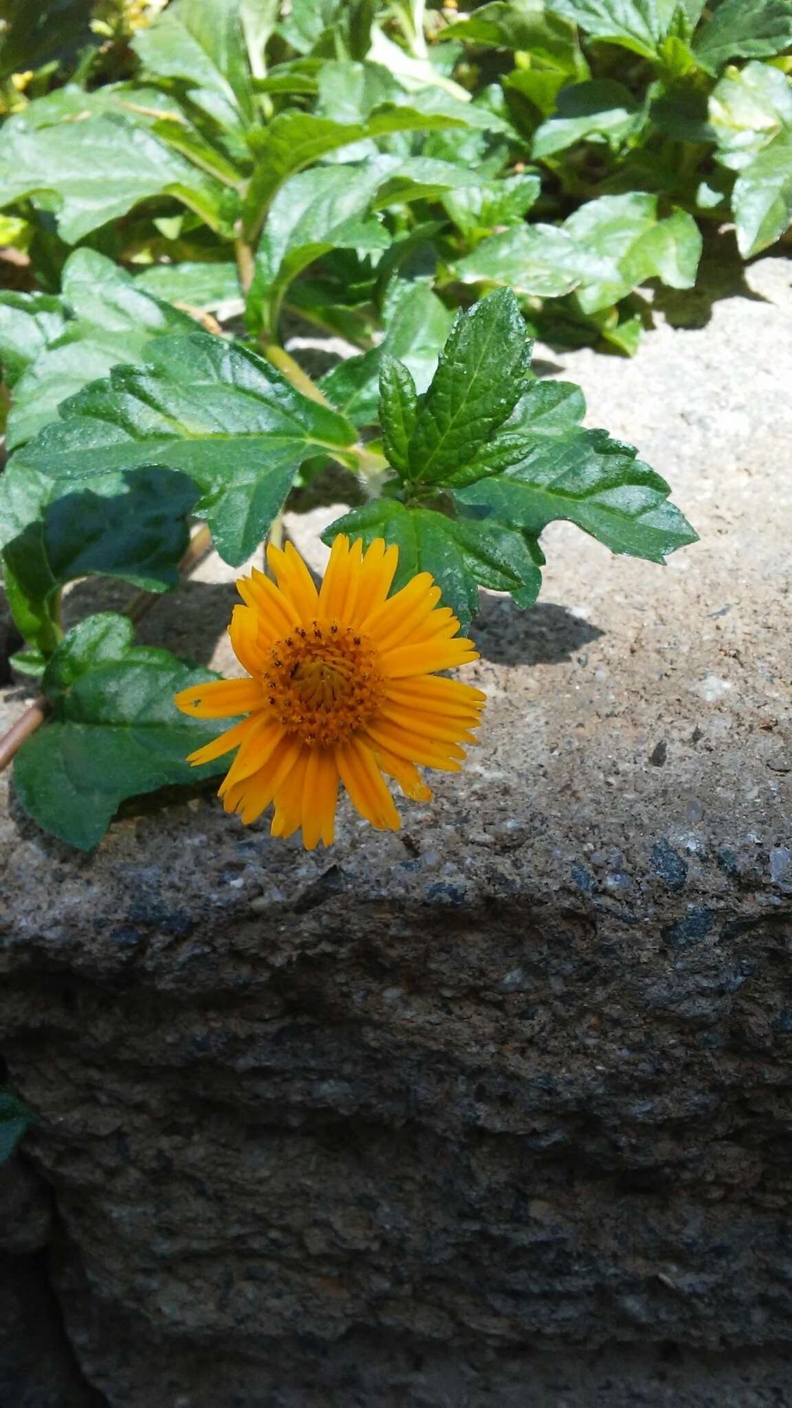 Image of Bay Biscayne creeping-oxeye