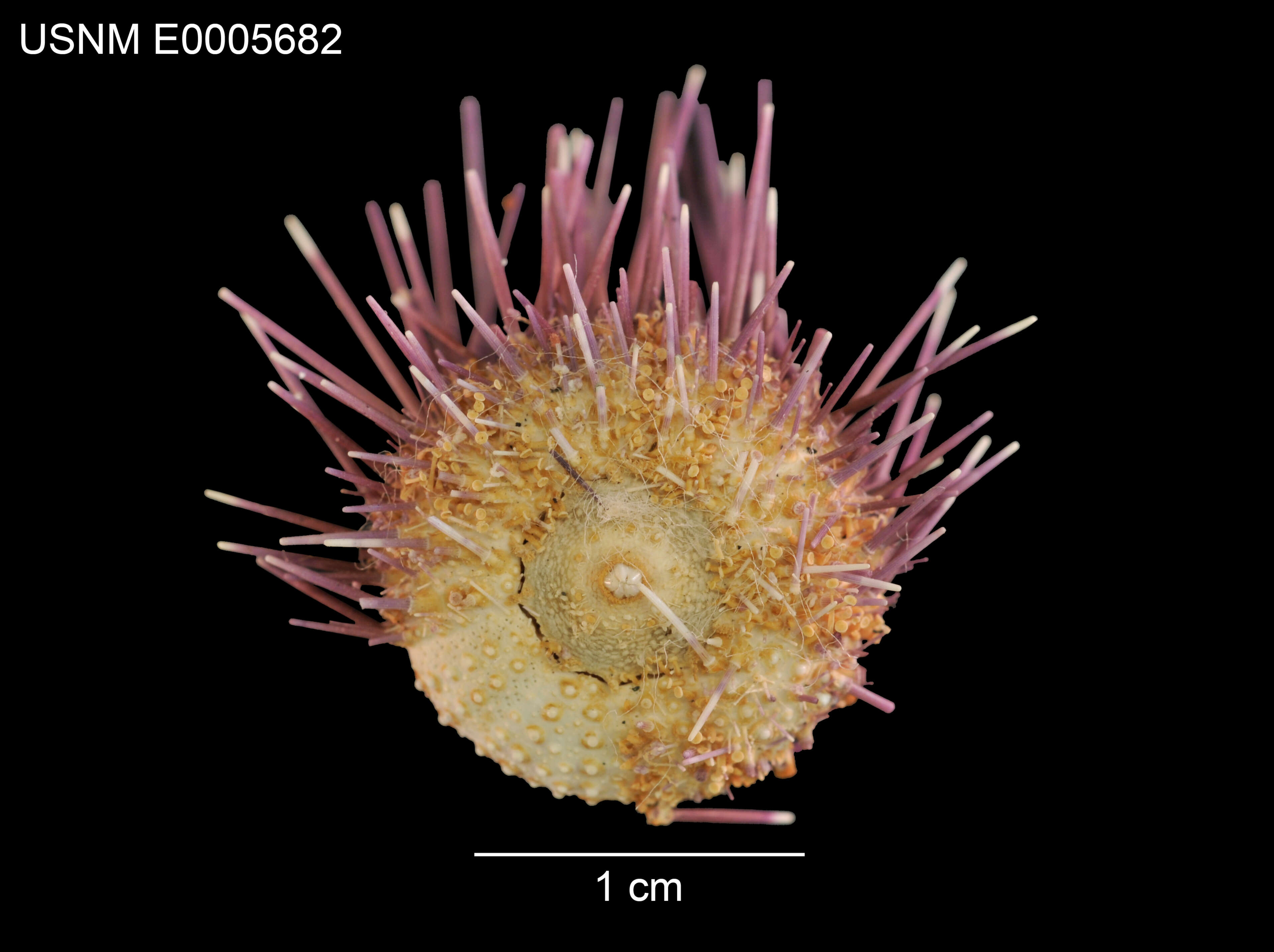 Image of Echinostrephus aciculatus A. Agassiz 1863