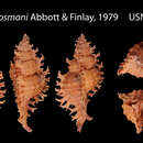Image of Chicoreus cosmani Abbott & C. J. Finlay 1979