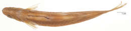 Image of Pale rasbora