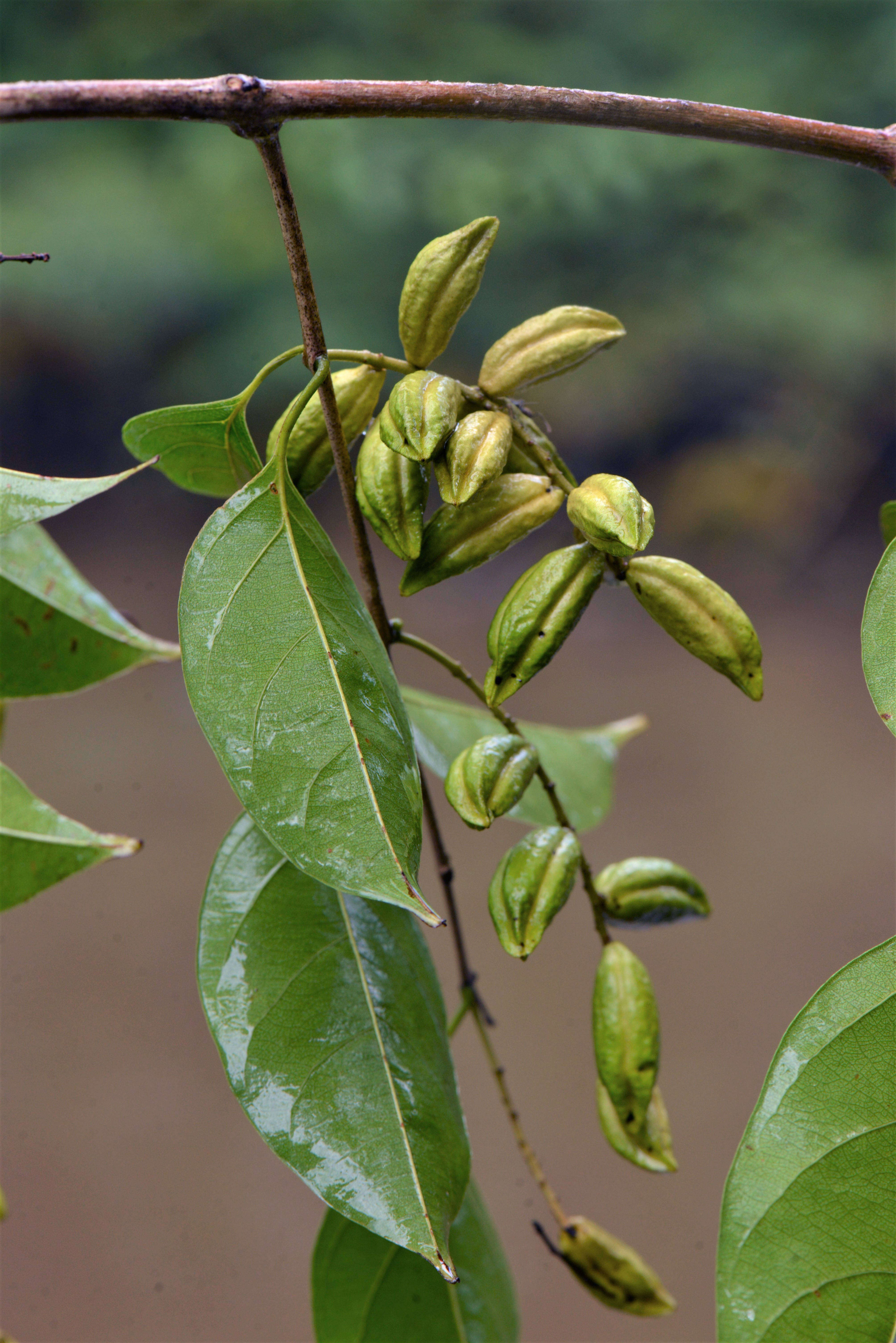 Image of Combretum Loefl.