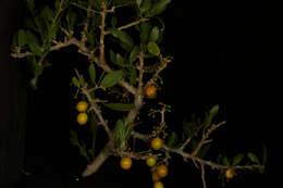 Image of Agonandra obtusifolia Standl.