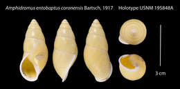 Image of <i>Amphidromus entobaptus coronensis</i> Bartsch