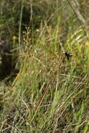 Image of Yellow fringeless orchid