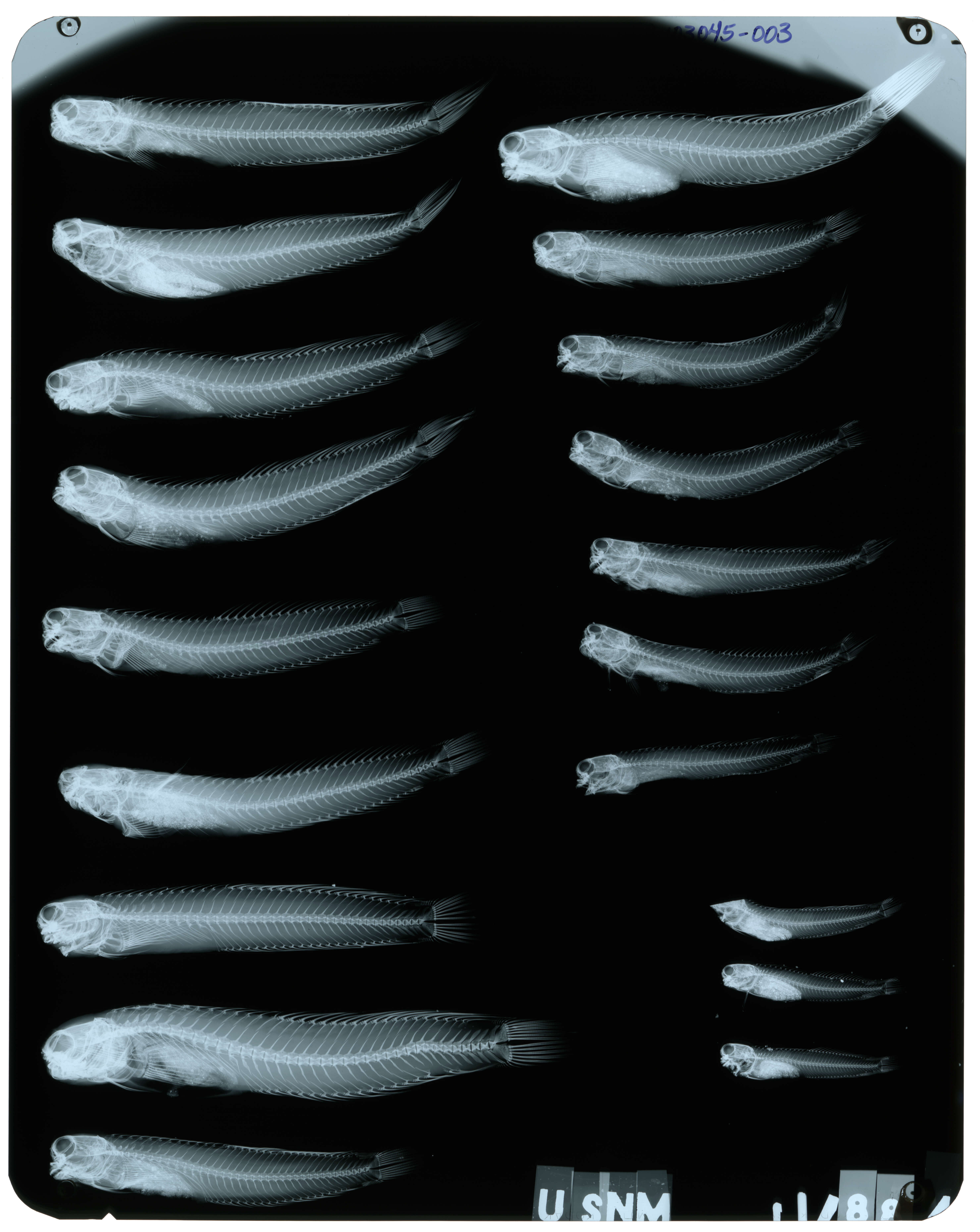 Blenniella paula (Bryan & Herre 1903) resmi