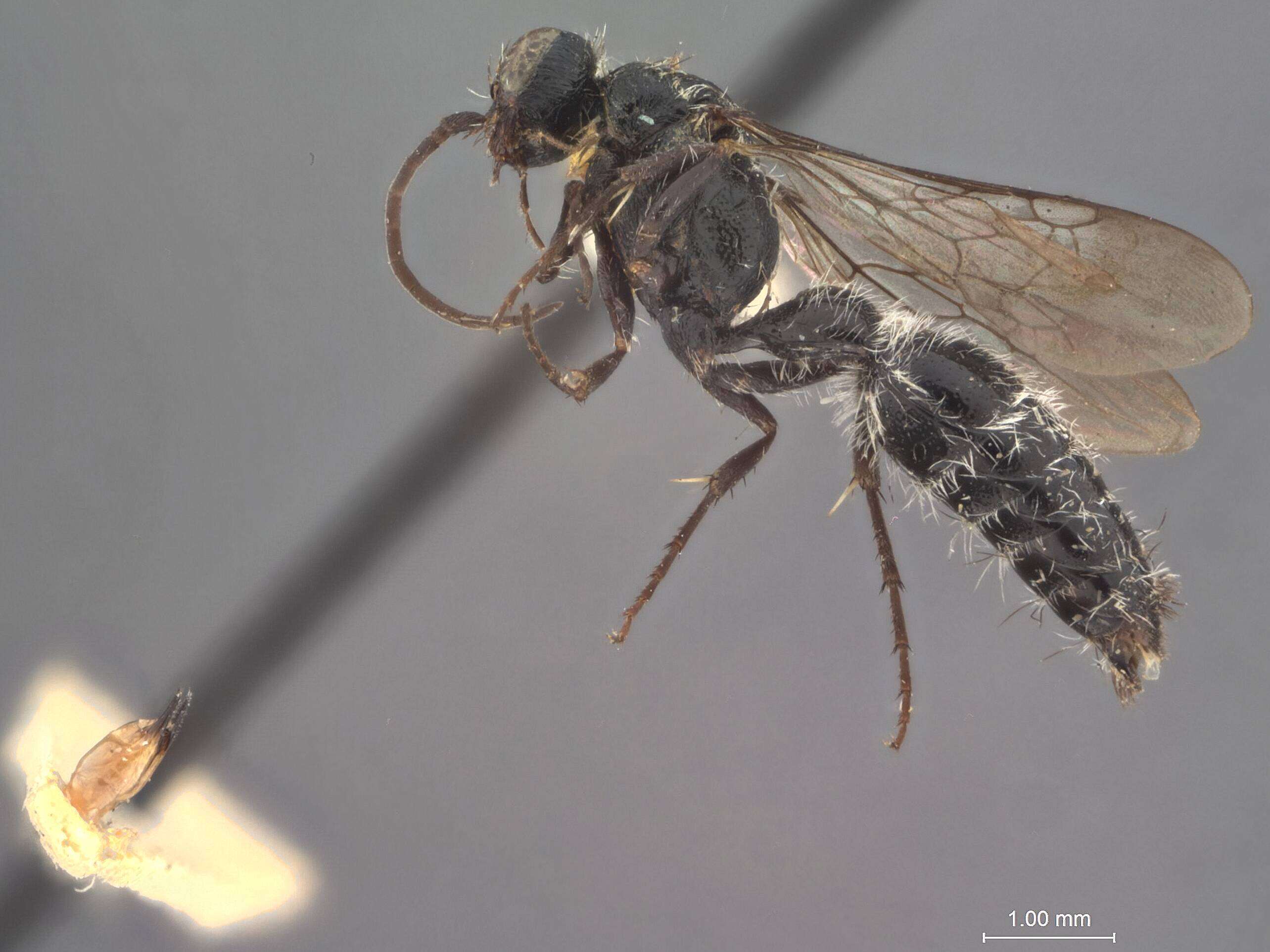 Bradynobaenidae resmi