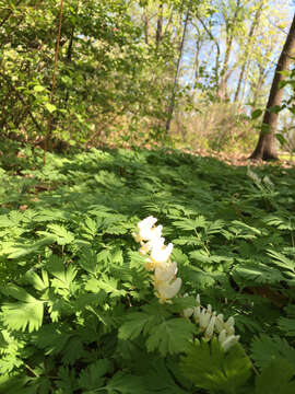 Image of Dicentra Bernh.