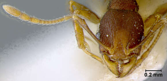 Pheidole caldwelli Mann 1921 resmi