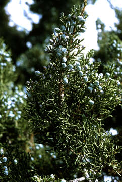 Image of oneseed juniper