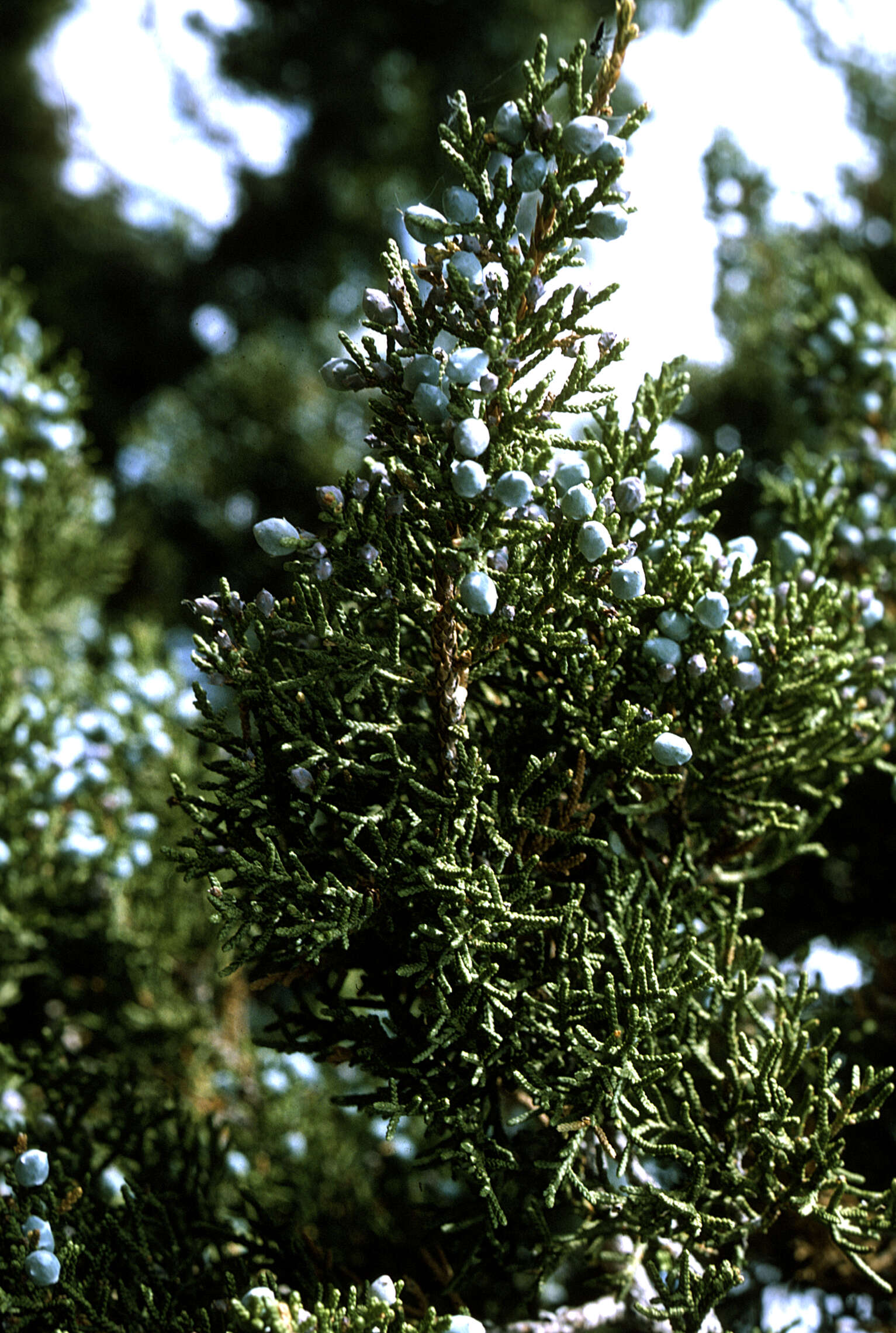 Imagem de Juniperus monosperma (Engelm.) Sarg.