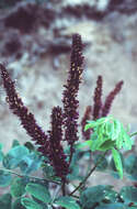 Amorpha fruticosa L. resmi