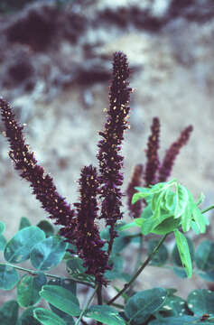 Image of desert false indigo