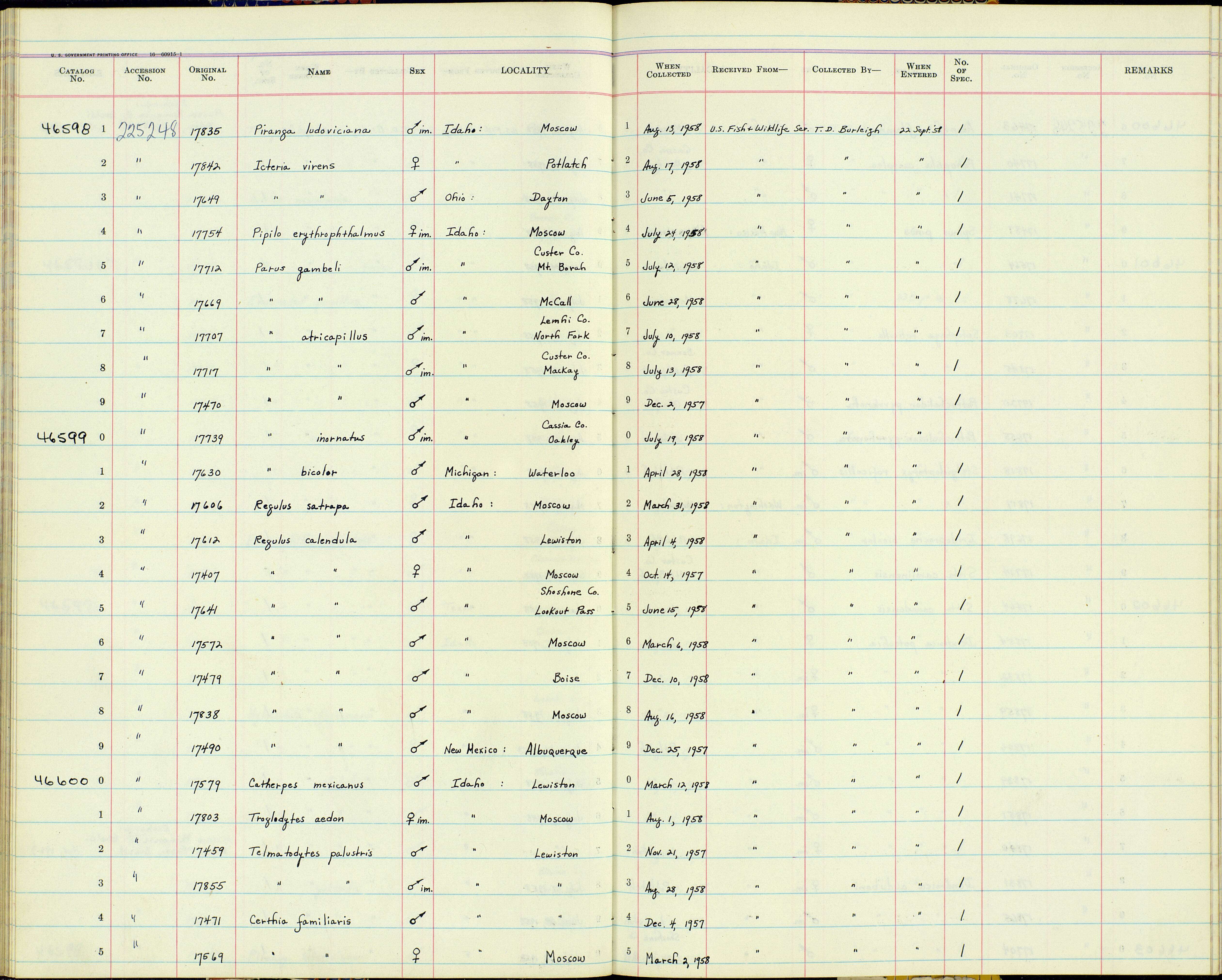 Icteria virens virens (Linnaeus 1758) resmi