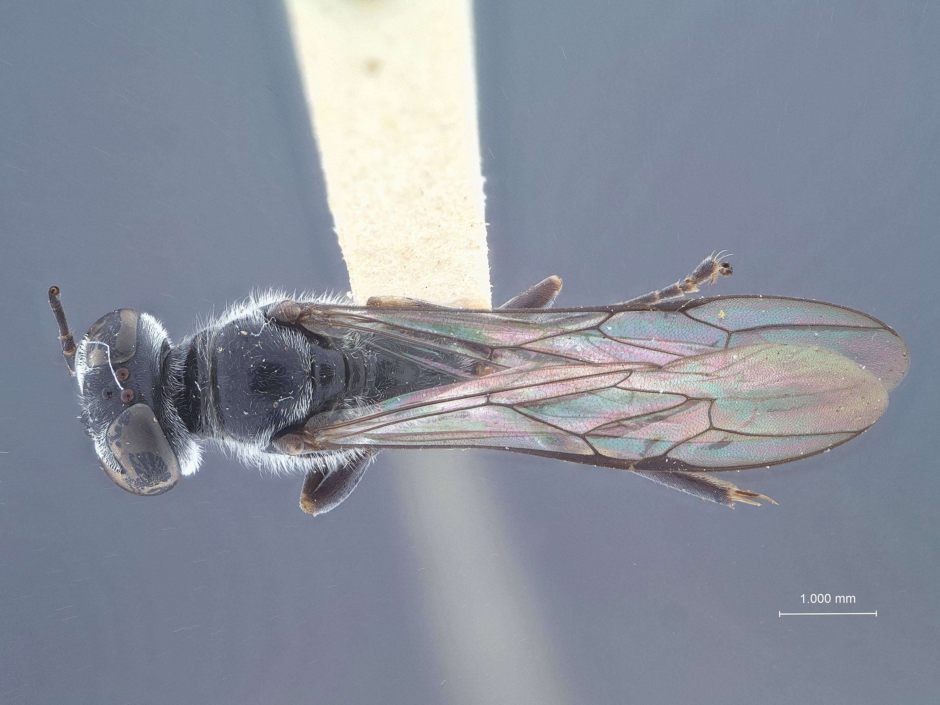 Image de Trypoxylon rekabum Tsuneki 1980