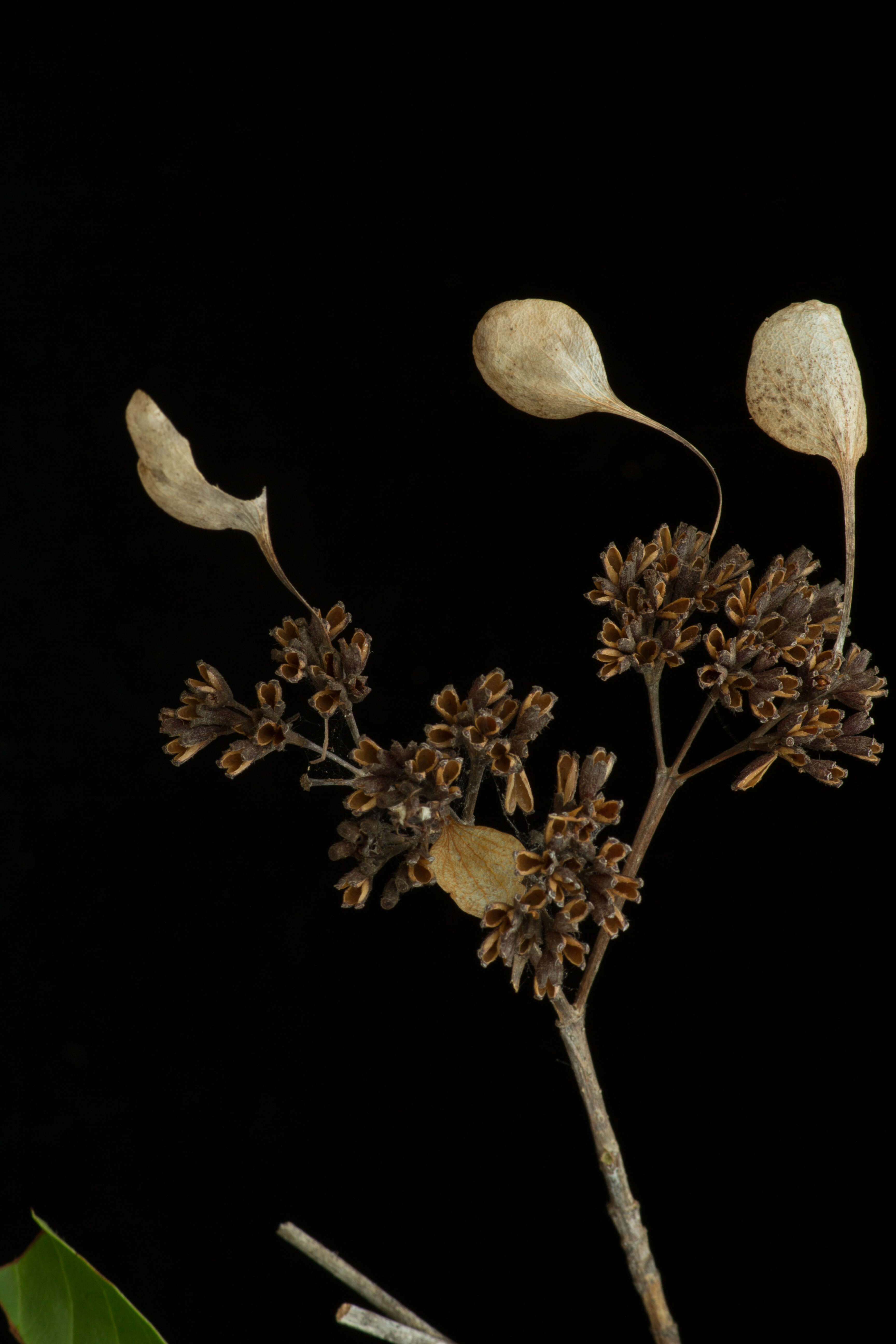 Image de Calycophyllum candidissimum (Vahl) DC.